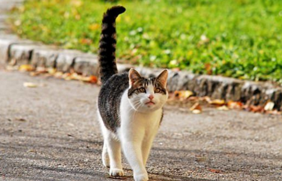 猫咪高举尾巴是为什么会叫的 猫咪高举尾巴是为什么会叫的