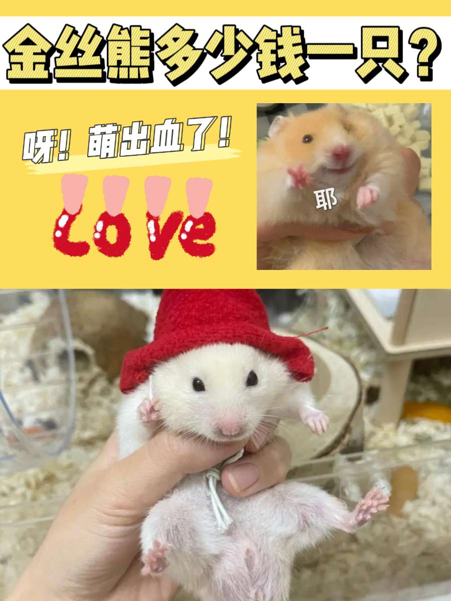金丝熊多少钱一只？此熊非彼熊，人家是仓鼠