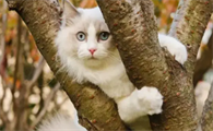 猫咪为什么是霸主的表现