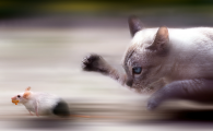 家里养猫老鼠会走吗