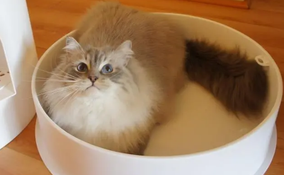 Pidan猫砂盆颜值 Pidan猫砂盆颜值