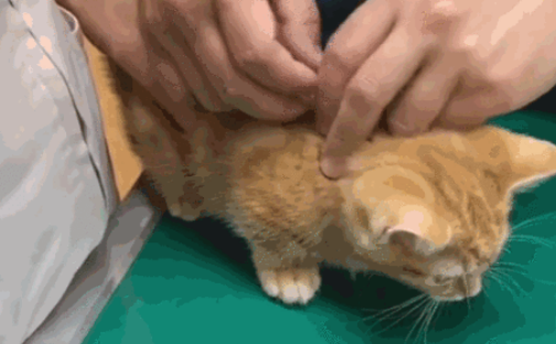 猫三联是什么科普指南之:搞懂猫瘟的那些事儿 猫三联是什么科普指南之:搞懂猫瘟的那些事儿