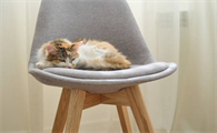 猫咪为什么喜欢在椅子睡觉呢