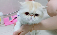 猫咪洗完澡皮肤发红