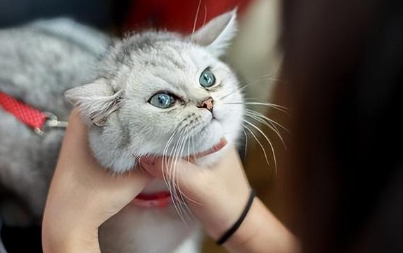 猫咪为什么被人拒绝会害怕呢