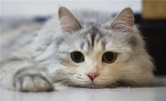 猫咪为什么啃我脸呢怎么回事