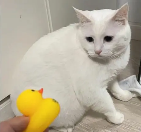 猫一见我男朋友就害怕