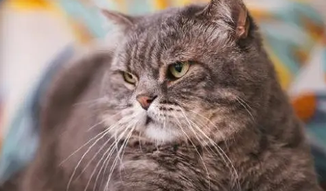 为什么蚊子喜欢猫咪呢