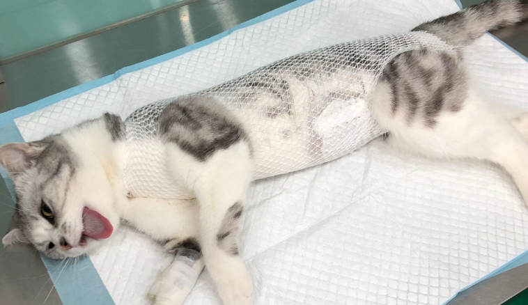 猫咪绝育了为什么还是会叫