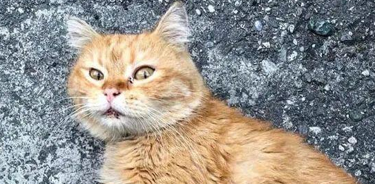 网友捡到一只脏兮兮的橘猫,养了3个月竟美过“金渐层”! 网友捡到一只脏兮兮的橘猫,养了3个月竟美过“金渐层”!