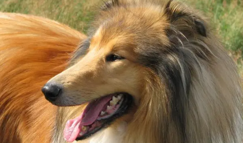 苏格兰牧羊犬的喂养指南及注意事项,一起来看! 苏格兰牧羊犬的喂养指南及注意事项,一起来看!