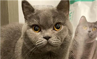 海豹猫是什么品种?一起来学习一下