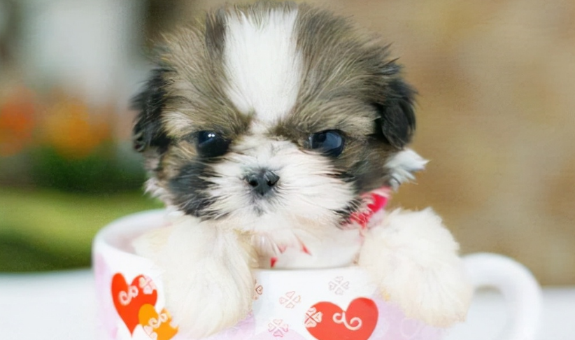 茶杯犬为什么养的人少?你知道原因吗? 茶杯犬为什么养的人少?你知道原因吗?