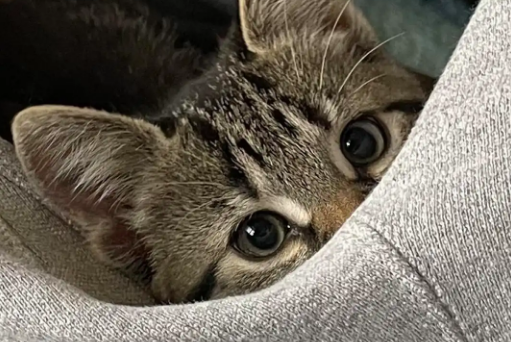 猫咪喜欢咬裤裆是为啥