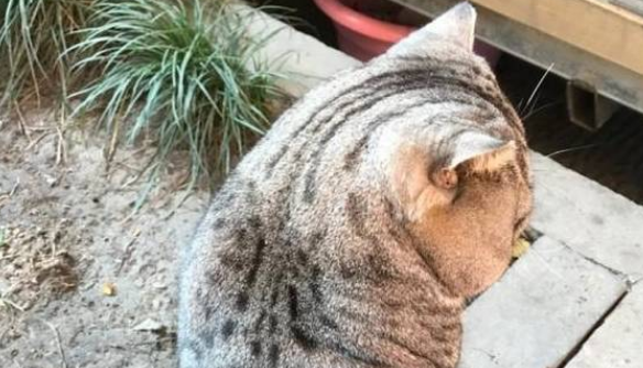 寺院的猫被偷走后，网友炸锅了