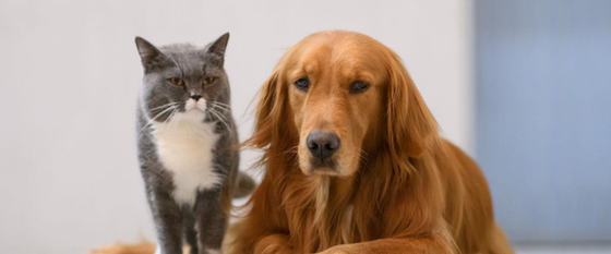 猫狗同养禁忌 猫狗同养禁忌