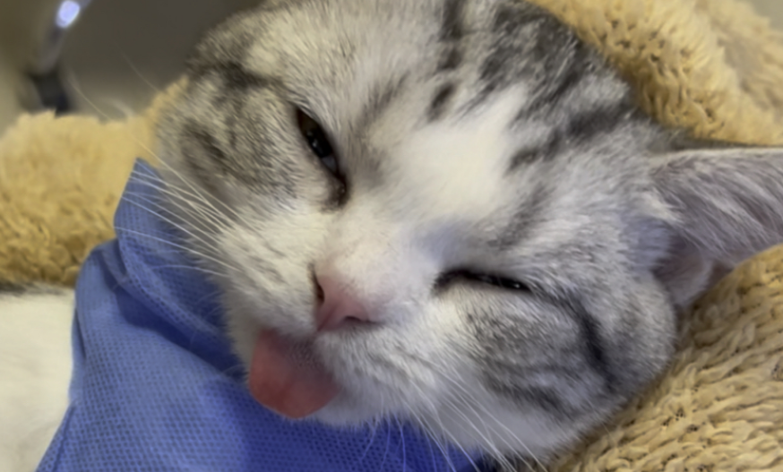 猫咪能不能麻醉