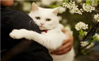 猫咪长大后为什么不给抱了
