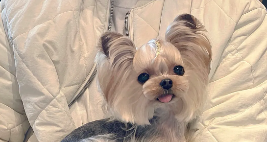 约克夏的性格怎么样？如何饲养得好？