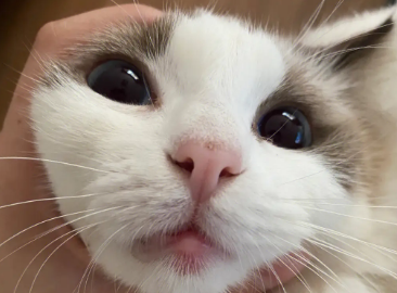 猫咪的嘴为什么会红