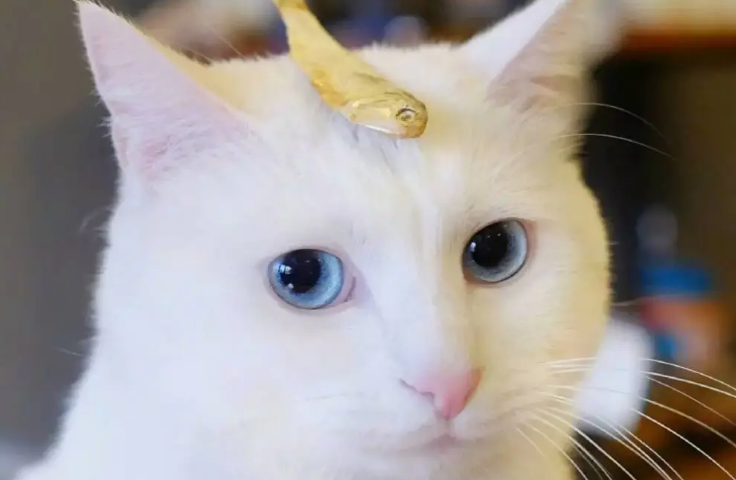 老鼠为什么咬猫咪的尾巴和脚