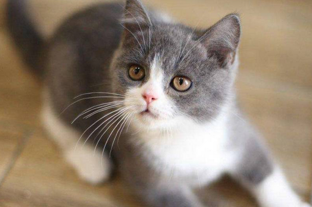 猫咪不想洗澡躲角落，被店员强制拽出，小表情亮了！ 