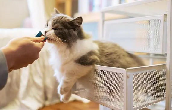 养猫要注意的常识 养猫要注意的常识