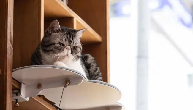 猫咪为什么需要排毛