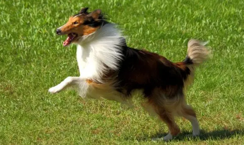 苏格兰牧羊犬性格好不好?该如何驾驭 苏格兰牧羊犬性格好不好?该如何驾驭