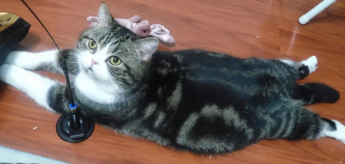 猫咪为什么会爬出去呢