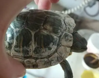 龟的头部有白色的东西