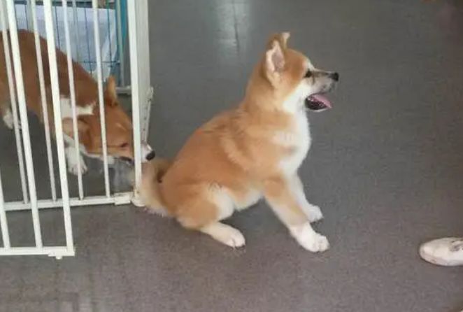 怎样训练秋田犬跟着主人走？这些方法了解一下