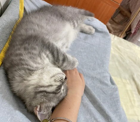 猫咪难受为什么睡门口 猫咪难受为什么睡门口