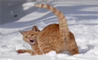 猫咪为什么有时抓自己尾巴