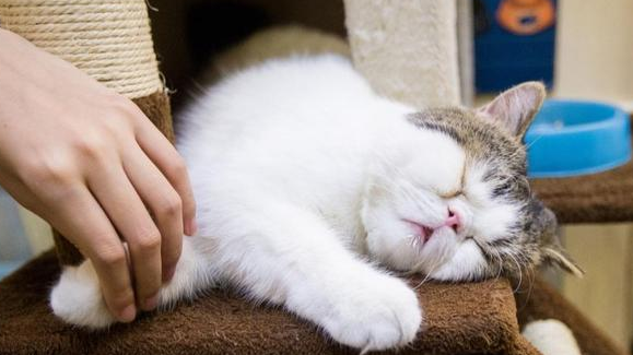 猫咪睡觉时候能摸吗