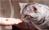 养猫女孩颅内有大量寄生虫
