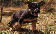 昆明犬嘉兴禁养吗？快来看看吧