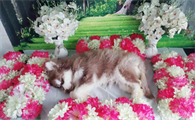 狗狗如何安葬最好