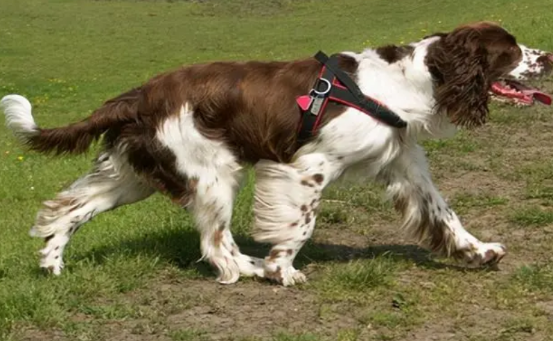 史宾格犬心脏病症状？主人必须知道