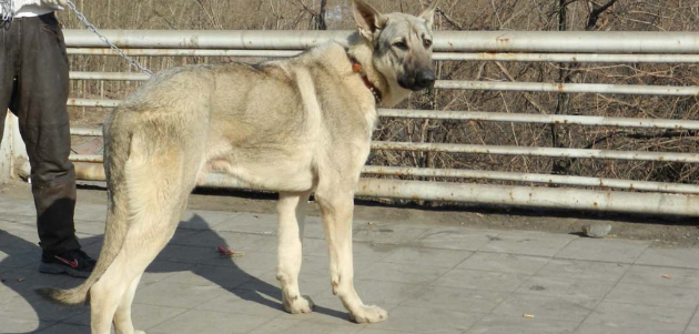 狼青犬训练方法是什么？