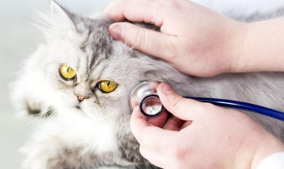 猫咪病了还会叫吗为什么呢 猫咪病了还会叫吗为什么呢