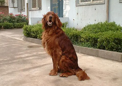 爱尔兰雪达犬发情怎么办?本文告诉你 爱尔兰雪达犬发情怎么办?本文告诉你