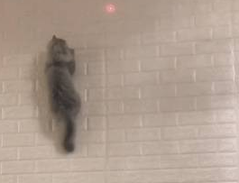 猫咪和主人玩游戏，在墙上来去自如，网友：你是一只壁虎吗 