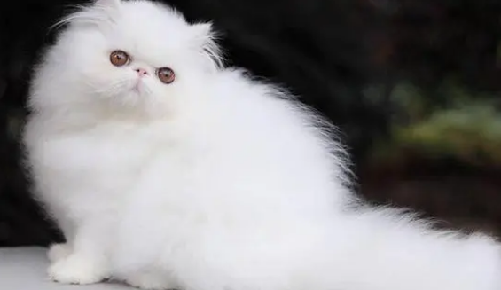 波斯猫毛发怎么打理？打理方法来咯！