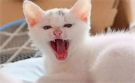 猫咪为什么老是在家叫呢