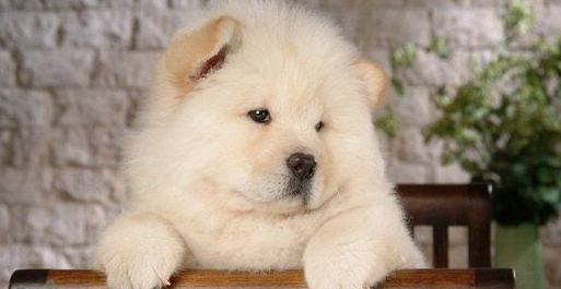 松狮犬夏天要怎么养?教你正确打开方式 松狮犬夏天要怎么养?教你正确打开方式