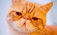 猫咪哭是因为伤心吗