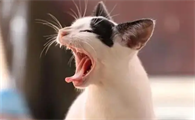 猫咪老是一抽一抽的咳嗽