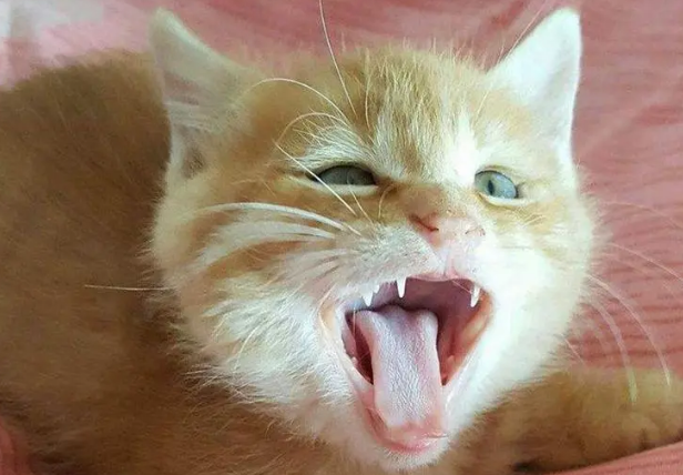 猫咪对主人哈气往死打 猫咪对主人哈气往死打