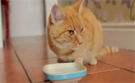 猫咪吃完肉为什么不喝水了